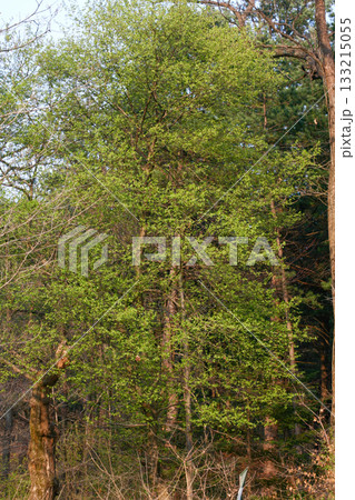 Prunus padus is a deciduous Rosaceae tree with white fragrant raceme flowers, serrated oval leaves, and dark drupes, commonly found in moist Korean woodland. Photographed in Korea. 133215055