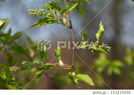 Prunus padus is a deciduous Rosaceae tree with white fragrant raceme flowers, serrated oval leaves, and dark drupes, commonly found in moist Korean woodland. Photographed in Korea. 133215056