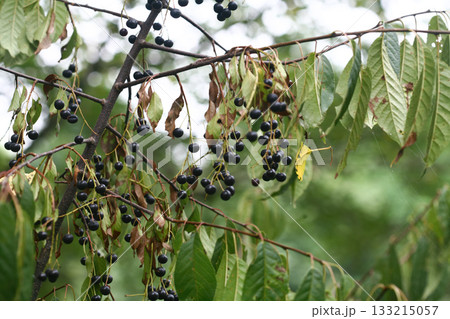 Prunus padus is a deciduous Rosaceae tree with white fragrant raceme flowers, serrated oval leaves, and dark drupes, commonly found in moist Korean woodland. Photographed in Korea. 133215057