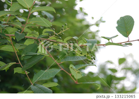 Prunus padus is a deciduous Rosaceae tree with white fragrant raceme flowers, serrated oval leaves, and dark drupes, commonly found in moist Korean woodland. Photographed in Korea. 133215065