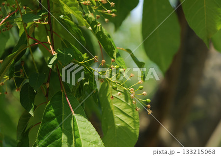 Prunus padus is a deciduous Rosaceae tree with white fragrant raceme flowers, serrated oval leaves, and dark drupes, commonly found in moist Korean woodland. Photographed in Korea. 133215068