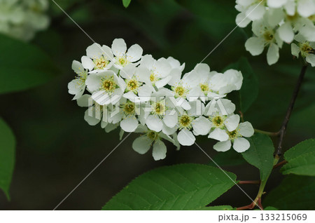 Prunus padus is a deciduous Rosaceae tree with white fragrant raceme flowers, serrated oval leaves, and dark drupes, commonly found in moist Korean woodland. Photographed in Korea. 133215069