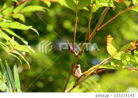 Sorbus commixta is a deciduous Rosaceae tree with pinnate serrated leaflets, white summer flowers, and red autumn berries, commonly found in Korean mountain forests. Photographed in Korea. 133215142