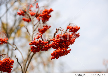 Sorbus commixta is a deciduous Rosaceae tree with pinnate serrated leaflets, white summer flowers, and red autumn berries, commonly found in Korean mountain forests. Photographed in Korea. 133215143