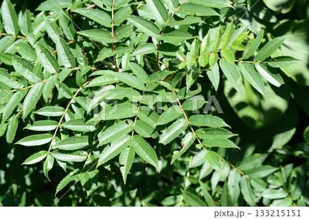 Sorbus commixta is a deciduous Rosaceae tree with pinnate serrated leaflets, white summer flowers, and red autumn berries, commonly found in Korean mountain forests. Photographed in Korea. 133215151