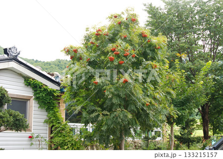 Sorbus commixta is a deciduous Rosaceae tree with pinnate serrated leaflets, white summer flowers, and red autumn berries, commonly found in Korean mountain forests. Photographed in Korea. 133215157