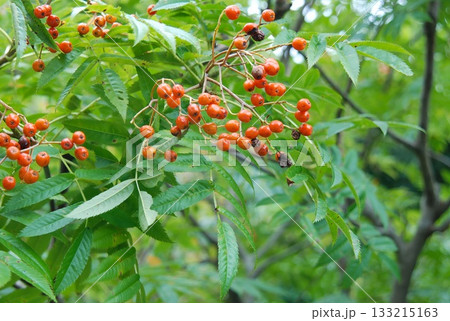Sorbus commixta is a deciduous Rosaceae tree with pinnate serrated leaflets, white summer flowers, and red autumn berries, commonly found in Korean mountain forests. Photographed in Korea. 133215163