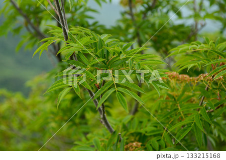 Sorbus commixta is a deciduous Rosaceae tree with pinnate serrated leaflets, white summer flowers, and red autumn berries, commonly found in Korean mountain forests. Photographed in Korea. 133215168
