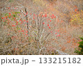 Sorbus commixta is a deciduous Rosaceae tree with pinnate serrated leaflets, white summer flowers, and red autumn berries, commonly found in Korean mountain forests. Photographed in Korea. 133215182