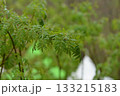 Sorbus commixta is a deciduous Rosaceae tree with pinnate serrated leaflets, white summer flowers, and red autumn berries, commonly found in Korean mountain forests. Photographed in Korea. 133215183