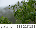 Sorbus commixta is a deciduous Rosaceae tree with pinnate serrated leaflets, white summer flowers, and red autumn berries, commonly found in Korean mountain forests. Photographed in Korea. 133215184