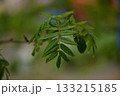 Sorbus commixta is a deciduous Rosaceae tree with pinnate serrated leaflets, white summer flowers, and red autumn berries, commonly found in Korean mountain forests. Photographed in Korea. 133215185