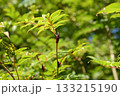 Sorbus commixta is a deciduous Rosaceae tree with pinnate serrated leaflets, white summer flowers, and red autumn berries, commonly found in Korean mountain forests. Photographed in Korea. 133215190