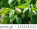 Prunus mume is a deciduous Rosaceae tree known for its fragrant blossoms that bloom before the leaves, producing plum fruits in early summer. Photographed in Korea. 133215212