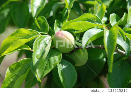 Prunus mume is a deciduous Rosaceae tree known for its fragrant blossoms that bloom before the leaves, producing plum fruits in early summer. Photographed in Korea. 133215212