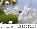 Prunus mume is a deciduous Rosaceae tree known for its fragrant blossoms that bloom before the leaves, producing plum fruits in early summer. Photographed in Korea. 133215213