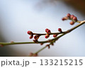 Prunus mume is a deciduous Rosaceae tree known for its fragrant blossoms that bloom before the leaves, producing plum fruits in early summer. Photographed in Korea. 133215215