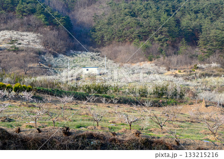 Prunus mume is a deciduous Rosaceae tree known for its fragrant blossoms that bloom before the leaves, producing plum fruits in early summer. Photographed in Korea. 133215216