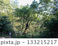 Prunus mume is a deciduous Rosaceae tree known for its fragrant blossoms that bloom before the leaves, producing plum fruits in early summer. Photographed in Korea. 133215217