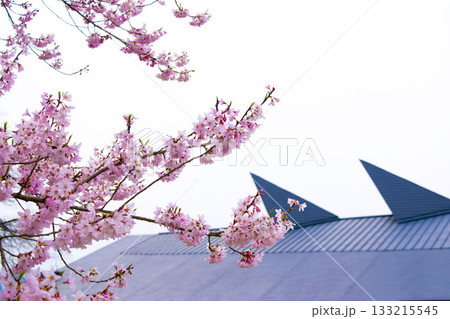 春の桜と特徴的な屋根が映える和モダンな風景の背景素材 春の桜と特徴的な屋根が映える和モダンな風景の背景素材 133215545