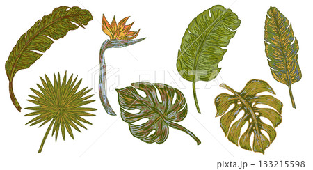 set of tropical leaves 133215598