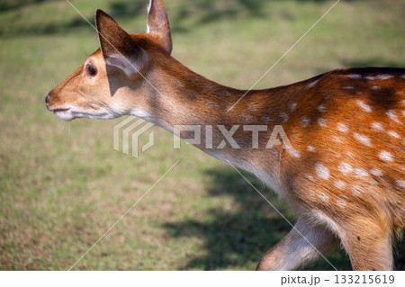 ニホンジカ エゾ鹿 動物園 133215619