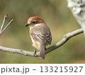 Brown Shrike, 枝に止まるモズの幼鳥 133215927