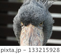 Shoebill Close-up, ハシビロコウの迫力ある顔 133215928
