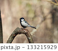 Great Tit on Branch, 枯れ木に止まるシジュウカラ 133215929