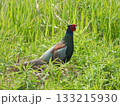 Japanese Pheasant, 緑の草むらに立つ国鳥キジ 133215930