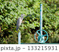 Grey Heron, 水門のハンドルに立つアオサギ 133215931