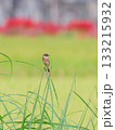 Common Stonechat, 草の先に止まるノビタキ 133215932