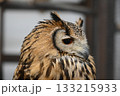 Eurasian Eagle-Owl, こちらを見るワシミミズクの横顔 133215933