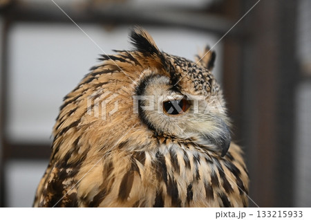 Eurasian Eagle-Owl, こちらを見るワシミミズクの横顔 Eurasian Eagle-Owl, こちらを見るワシミミズクの横顔 133215933