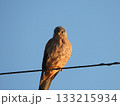 Eurasian Kestrel, 電線に止まるチョウゲンボウ 133215934