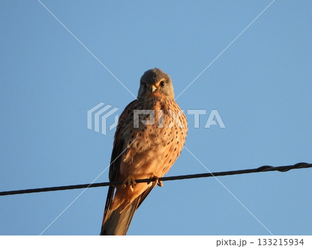 Eurasian Kestrel, 電線に止まるチョウゲンボウ 133215934