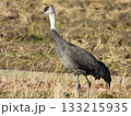 Hooded Crane, 枯れ草の中に立つマナヅル 133215935