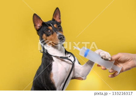 Veterinarian Carefully Injects Liquid Medicine on yellow background to Basenji Dog. Treatment of animals in clinic 133216317