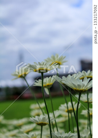 The low angle view of the common daisies. Close-up of the view of common daisies in the garden. White wild flowers. Rural and nature scene. The low angle view of the common daisies. Close-up of the view of common daisies in the garden. White wild flowers. Rural and nature scene. 133217092