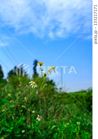 Bidens alba in the rural. Wild white flowers in the rural. Nature scene. Bidens alba in the rural. Wild white flowers in the rural. Nature scene. 133217171
