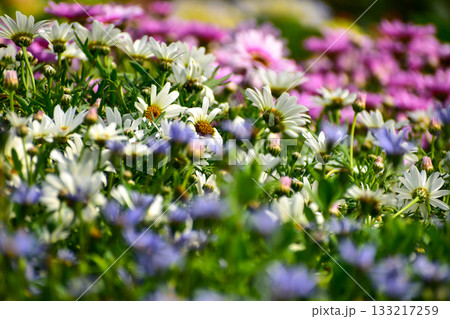 Close-up of the common daisies in the garden. White common daisy in the rural. Rural and nature scene. Close-up of the common daisies in the garden. White common daisy in the rural. Rural and nature scene. 133217259