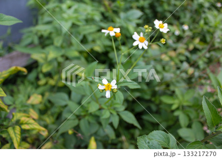 Bidens alba in the rural. Wild white flowers in the rural. Nature scene. 133217270