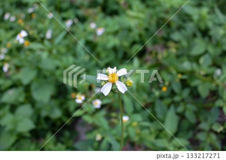 Bidens alba in the rural. Wild white flowers in the rural. Nature scene. 133217271
