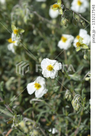 Common rockrose 133217548