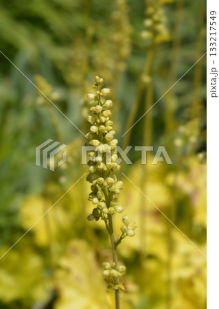 Coral Bells Electric Lime Coral Bells Electric Lime 133217549