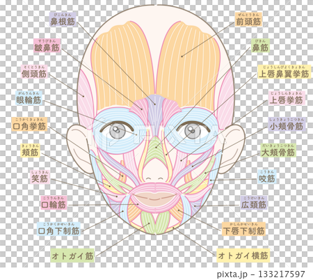 臉部肌肉，無髮型，有名字，女性（膚色版本） 133217597