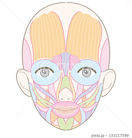 顔の筋肉 筋肉線画 名称あり 女性(肌色バージョン) 顔の筋肉 筋肉線画 名称あり 女性(肌色バージョン) 133217599