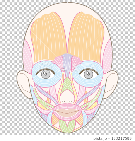 顔の筋肉 筋肉線画 名称あり 女性(肌色バージョン) 顔の筋肉 筋肉線画 名称あり 女性(肌色バージョン) 133217599