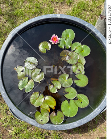 A top view of a blooming yellow water lily in a pond with lotus leaves A top view of a blooming yellow water lily in a pond with lotus leaves 133217967
