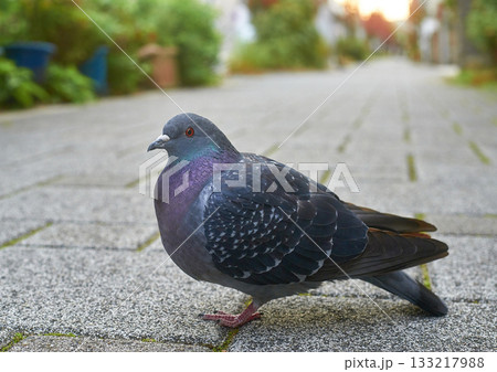 鳩のいる風景 133217988